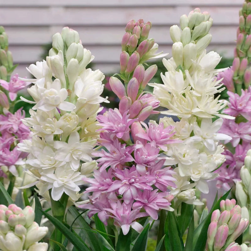 🌺Double Perfume Tuberose Bulbs—Moon Garden Flowers