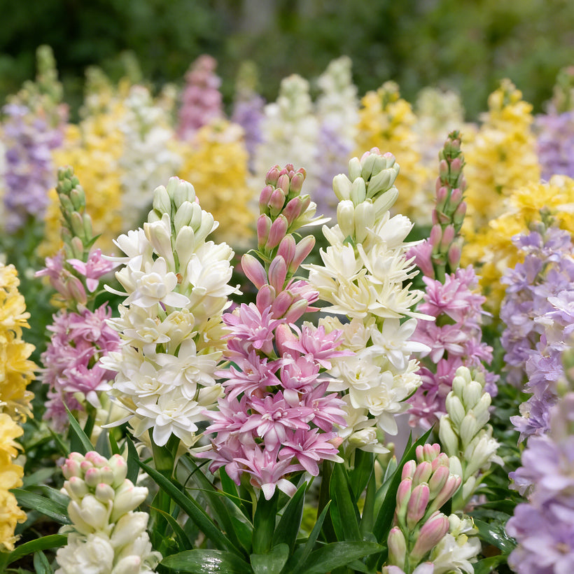 🌺Double Perfume Tuberose Bulbs—Moon Garden Flowers