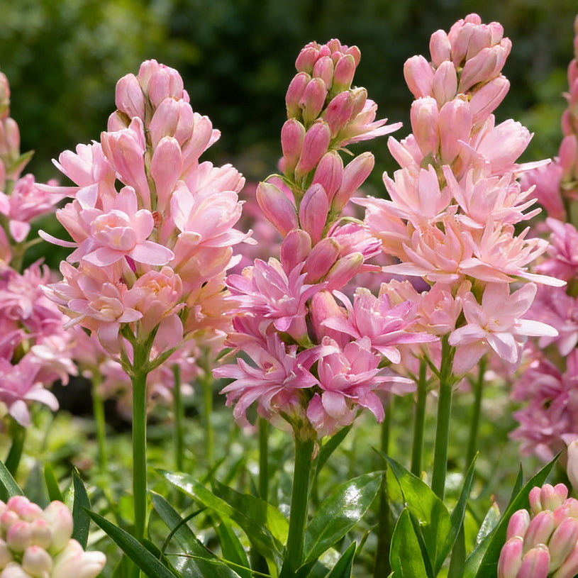 🌺Double Perfume Tuberose Bulbs—Moon Garden Flowers