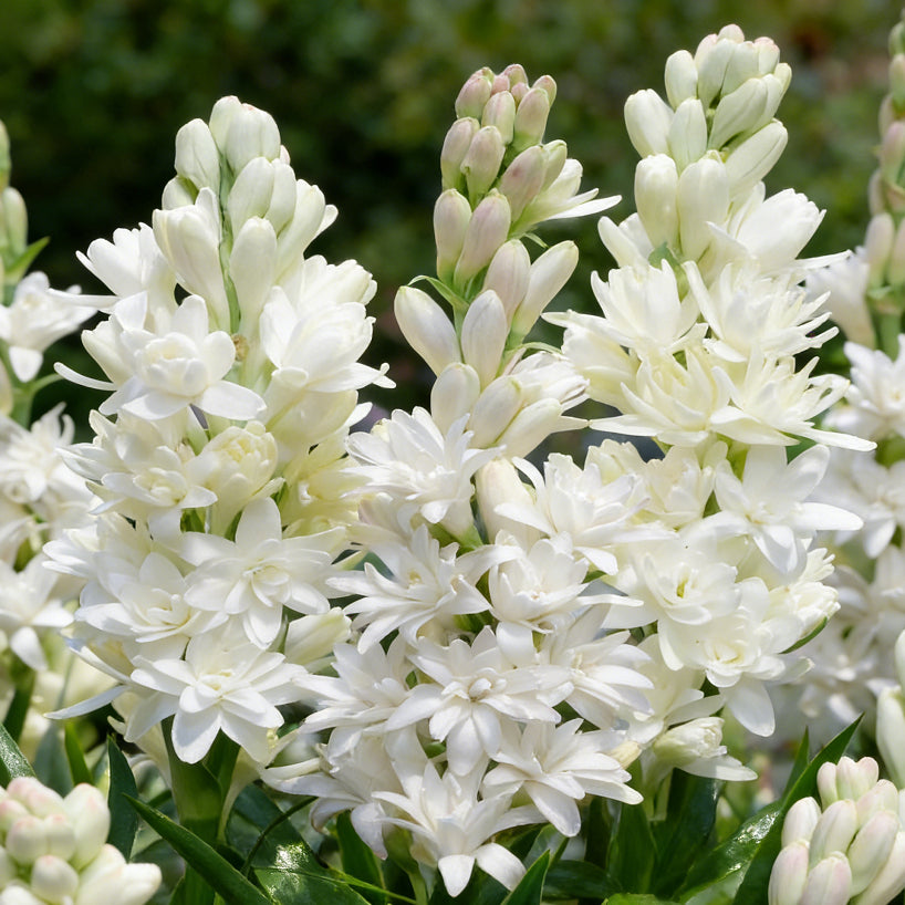 🌺Double Perfume Tuberose Bulbs—Moon Garden Flowers