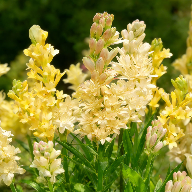 🌺Double Perfume Tuberose Bulbs—Moon Garden Flowers