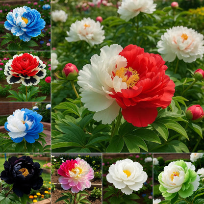 🌺Rare Double Peonies✨ That Bloom Bigger & Brighter🌿 That Bring Every Garden to Life