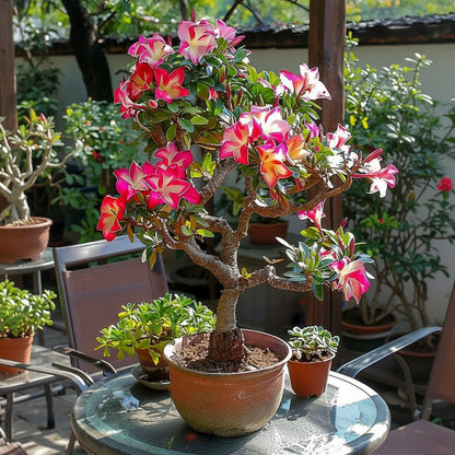 🏠🤗Desert Rose Bulbs💥Heat Resistant & Super Easy Care🌹🌵