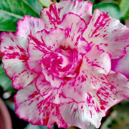 🏠🤗Desert Rose Bulbs💥Heat Resistant & Super Easy Care🌹🌵