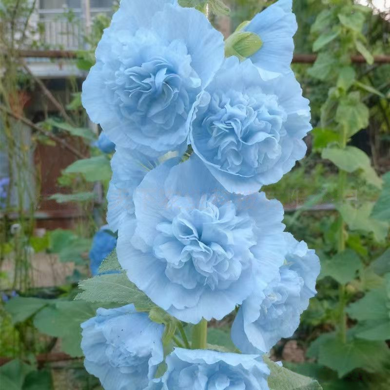 🌺Mixed Double Hollyhock Perennial Flower Seeds✨🌱Perennial Garden Flower