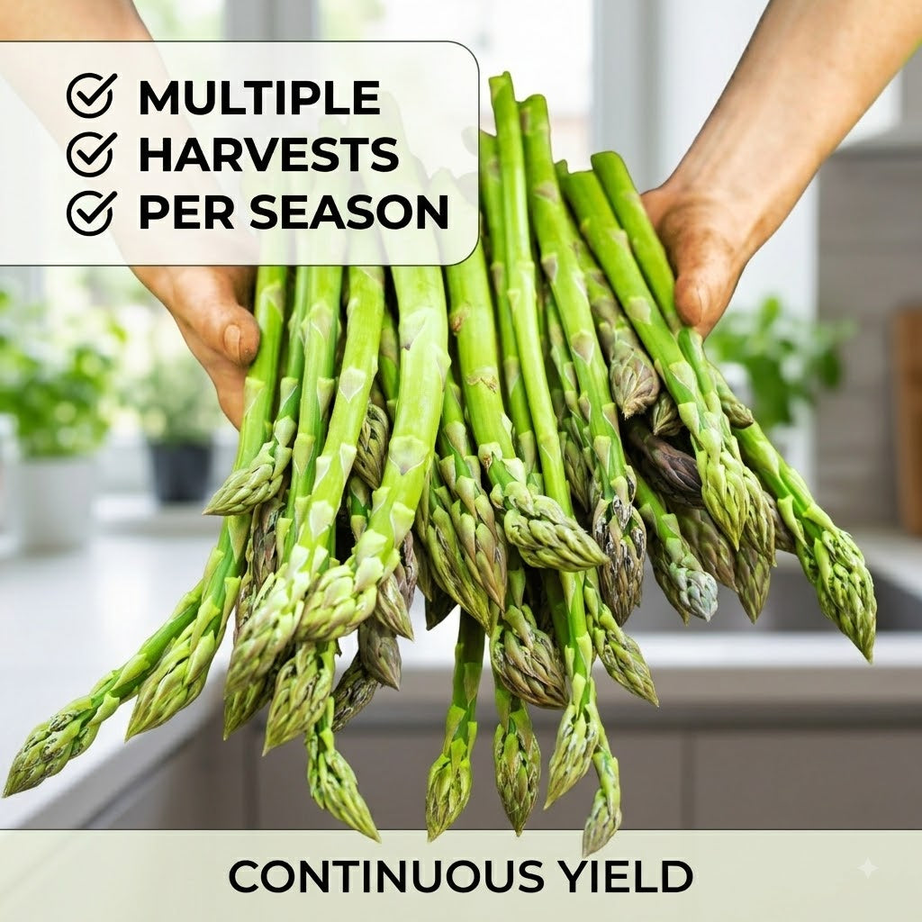 🌱 Premium Perennial Asparagus Seeds, High‑Yield Hardy Garden Vegetable Seeds