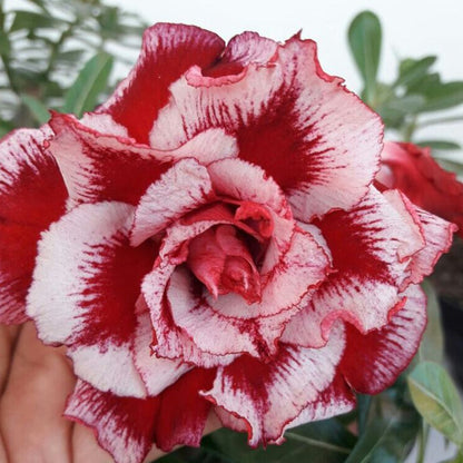 🏠🤗Desert Rose Bulbs💥Heat Resistant & Super Easy Care🌹🌵