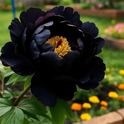 🌺Rare Double Peonies✨ That Bloom Bigger & Brighter🌿 That Bring Every Garden to Life
