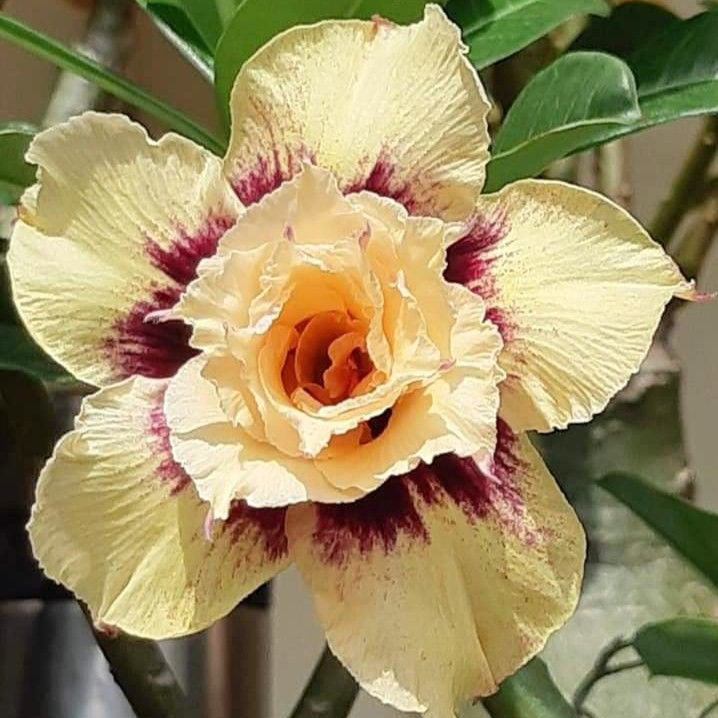 🏠🤗Desert Rose Bulbs💥Heat Resistant & Super Easy Care🌹🌵