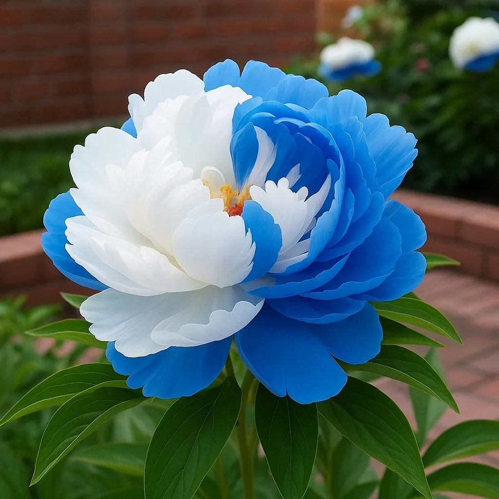 🌺Rare Double Peonies✨ That Bloom Bigger & Brighter🌿 That Bring Every Garden to Life