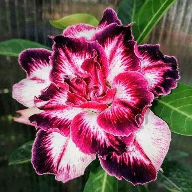 🏠🤗Desert Rose Bulbs💥Heat Resistant & Super Easy Care🌹🌵