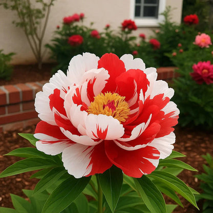 🌺Rare Double Peonies✨ That Bloom Bigger & Brighter🌿 That Bring Every Garden to Life
