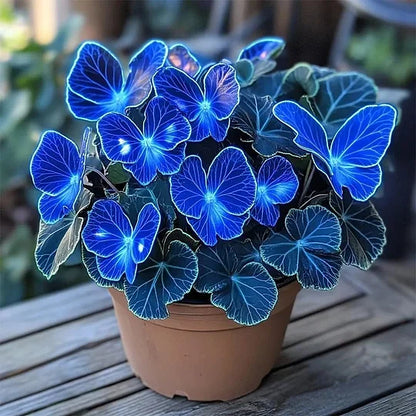 🦋Butterfly‑Shaped Blossom Flower Seeds