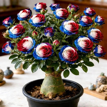 🏠🤗Desert Rose Bulbs💥Heat Resistant & Super Easy Care🌹🌵