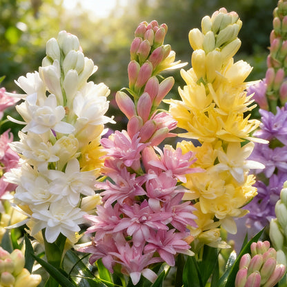 🌺Double Perfume Tuberose Bulbs—Moon Garden Flower