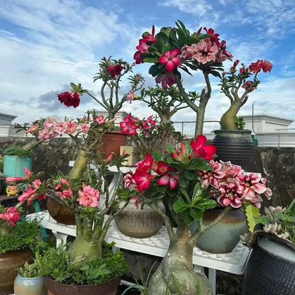 🏠🤗Desert Rose Bulbs💥Heat Resistant & Super Easy Care🌹🌵