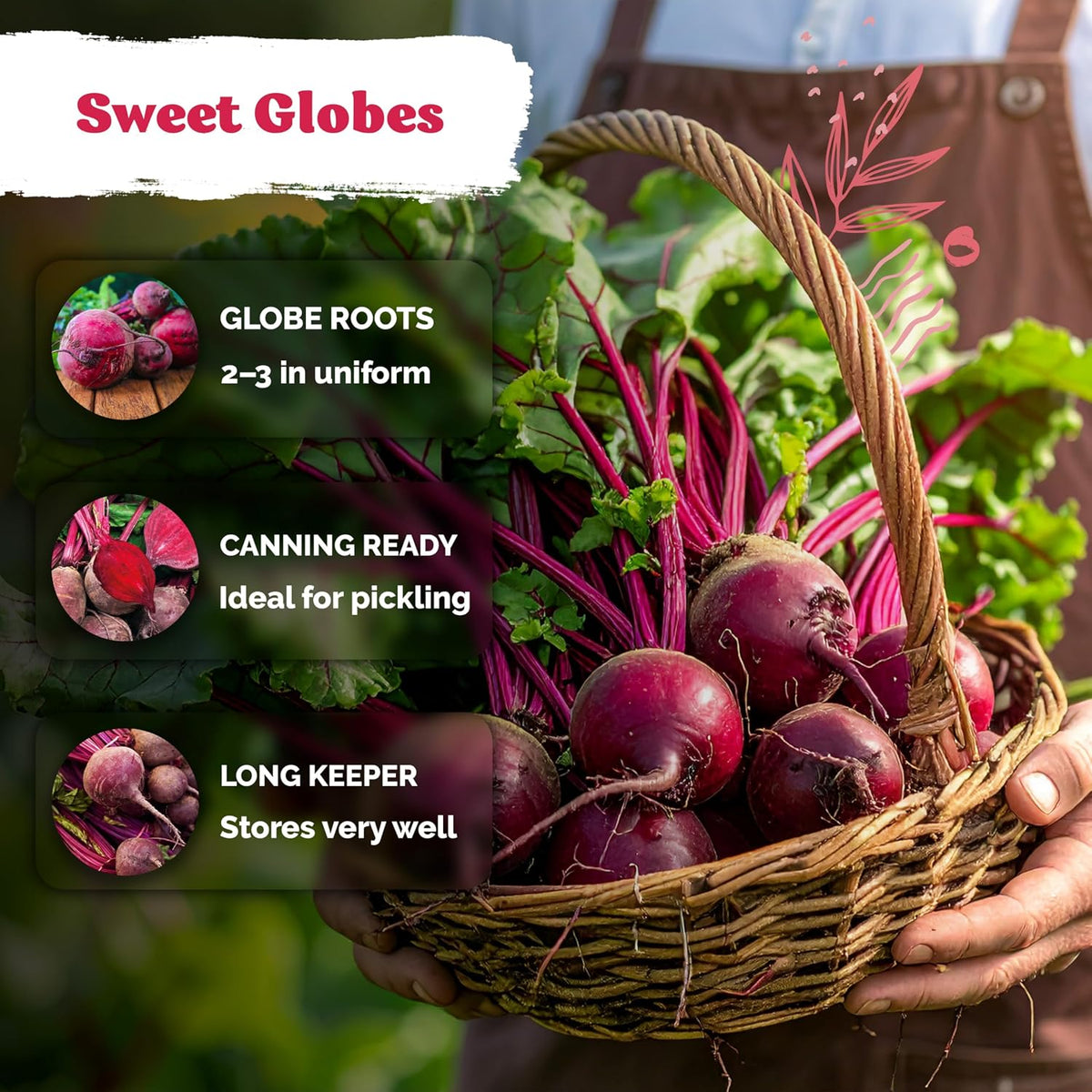 🌱Sweet Globe Red Beet Seeds- Heirloom Non-GMO for Home Vegetable Garden