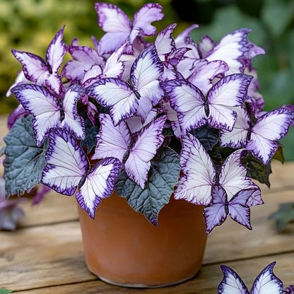 🦋Butterfly‑Shaped Blossom Flower Seeds