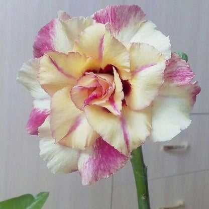 🏠🤗Desert Rose Bulbs💥Heat Resistant & Super Easy Care🌹🌵