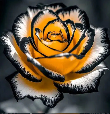 🌹 Rare Patterned Rainbow Rose Seeds