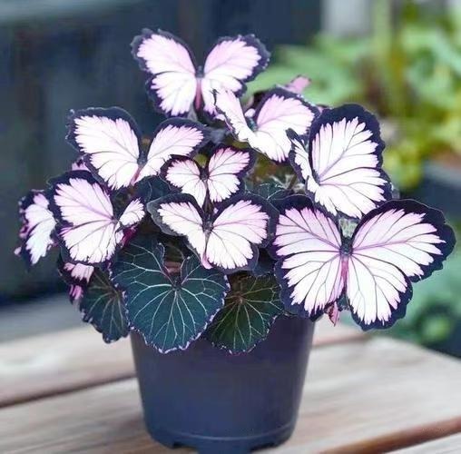 🦋Butterfly‑Shaped Blossom Flower Seeds