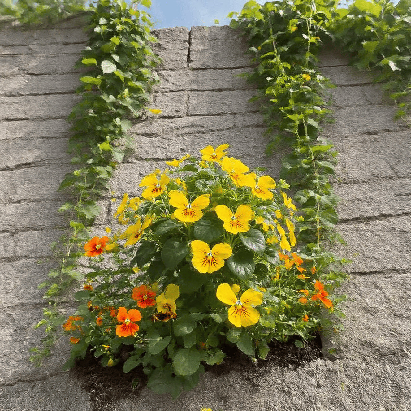 🦋Butterfly‑Shaped Blossom Flower Seeds