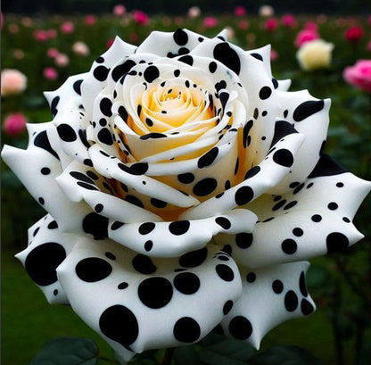 🌹 Rare Patterned Rainbow Rose Seeds