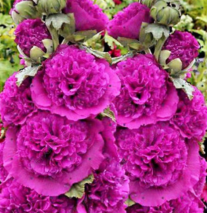 🌺Mixed Double Hollyhock Perennial Flower Seeds✨🌱Perennial Garden Flower