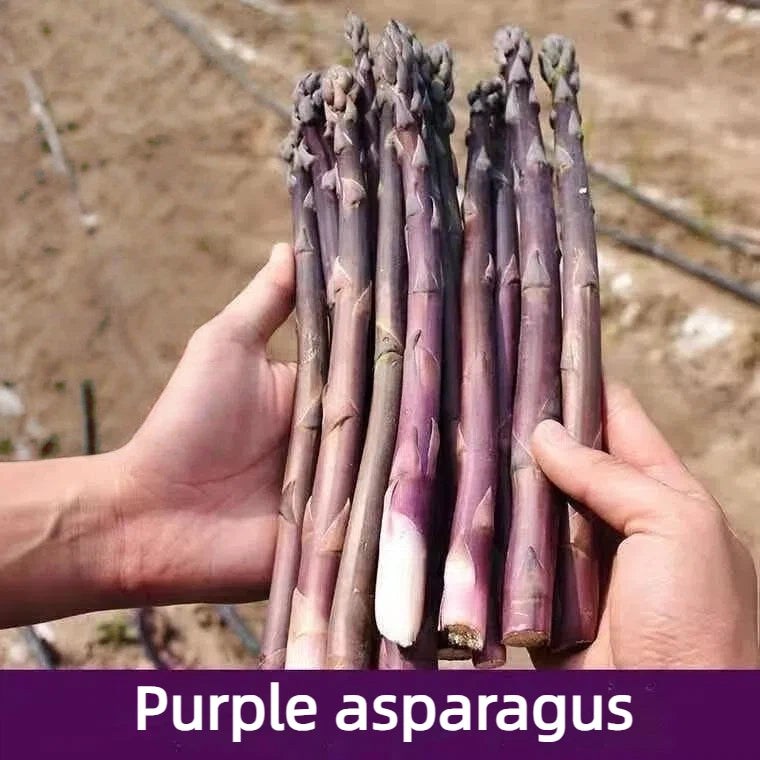 🌱 Premium Perennial Asparagus Seeds, High‑Yield Hardy Garden Vegetable Seeds