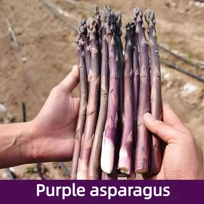 🌱 Premium Perennial Asparagus Seeds, High‑Yield Hardy Garden Vegetable Seeds