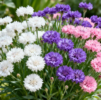 🌸Premium Cornflower Seeds - The"Unstoppable" wildflower That Grows Anywhere