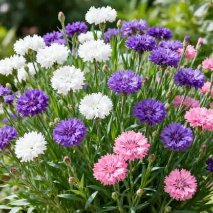 🌸Premium Cornflower Seeds - The"Unstoppable" wildflower That Grows Anywhere