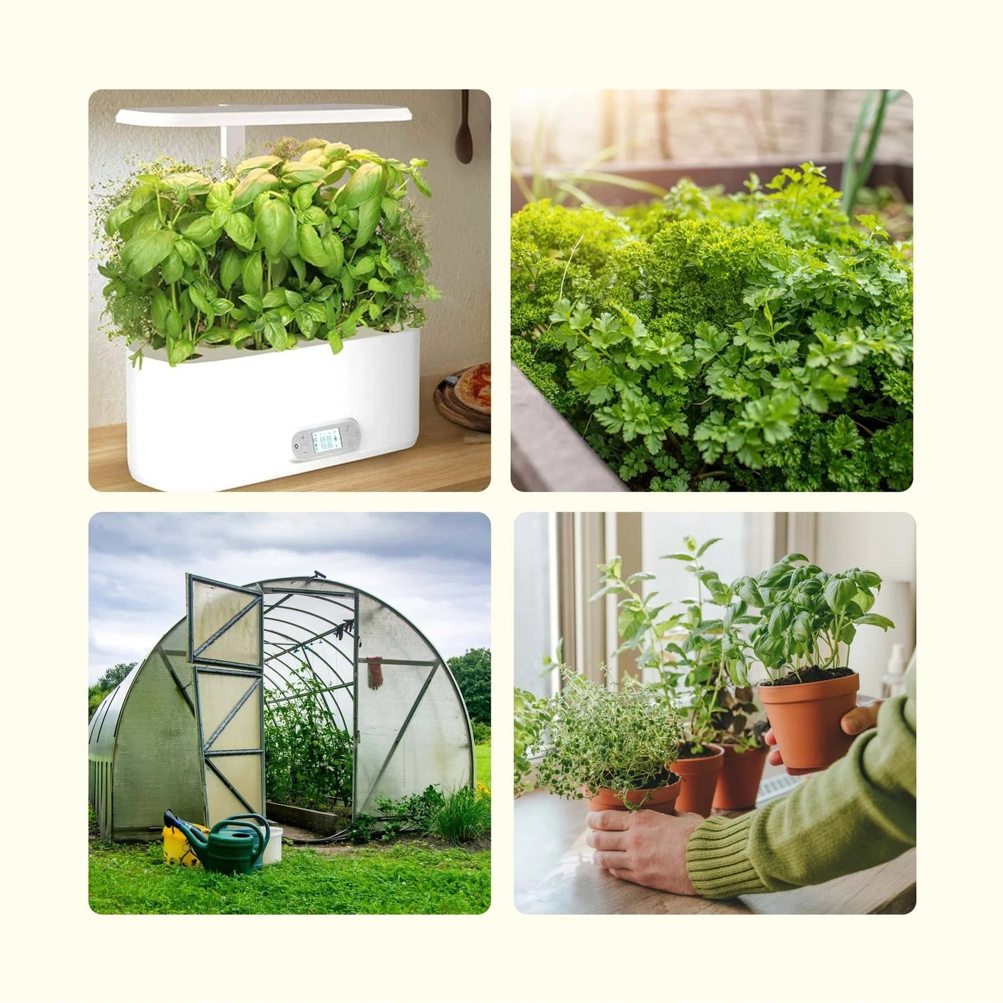 🌱 40 Medicinal Herb Seeds Kit – Grow Your Own Healing Garden & Herbal Teas