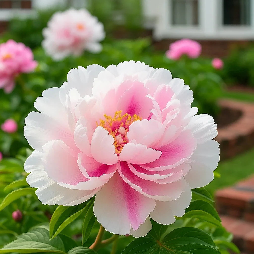 🌺Rare Double Peonies✨ That Bloom Bigger & Brighter🌿 That Bring Every Garden to Life