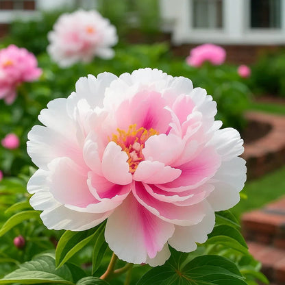 🌺Rare Double Peonies✨ That Bloom Bigger & Brighter🌿 That Bring Every Garden to Life