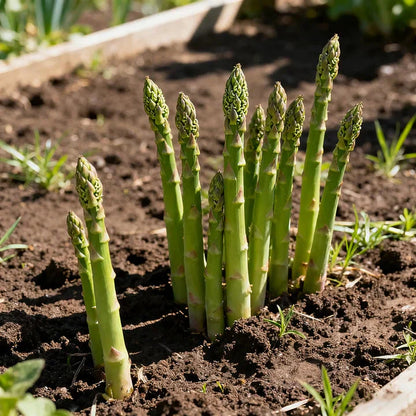 🌱 Premium Perennial Asparagus Seeds, High‑Yield Hardy Garden Vegetable Seeds