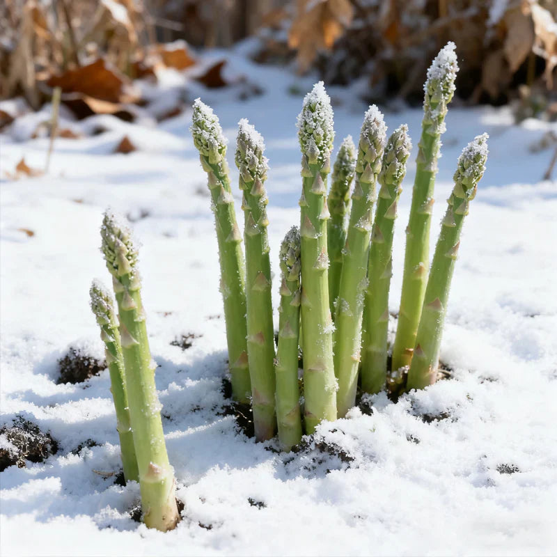 🌱 Premium Perennial Asparagus Seeds, High‑Yield Hardy Garden Vegetable Seeds