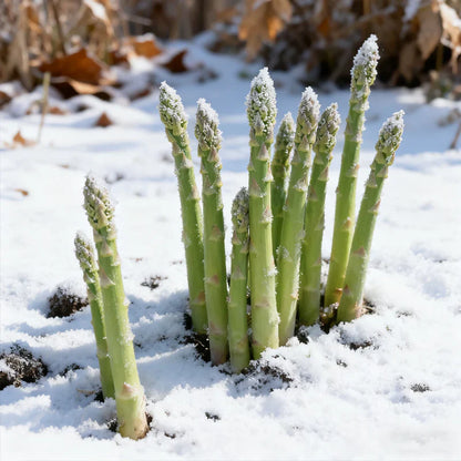 🌱 Premium Perennial Asparagus Seeds, High‑Yield Hardy Garden Vegetable Seeds