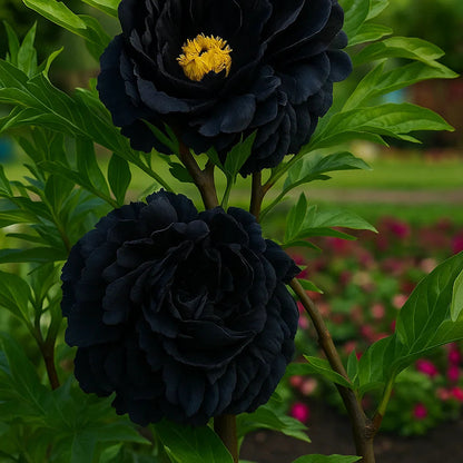 🌺Rare Double Peonies✨ That Bloom Bigger & Brighter🌿 That Bring Every Garden to Life