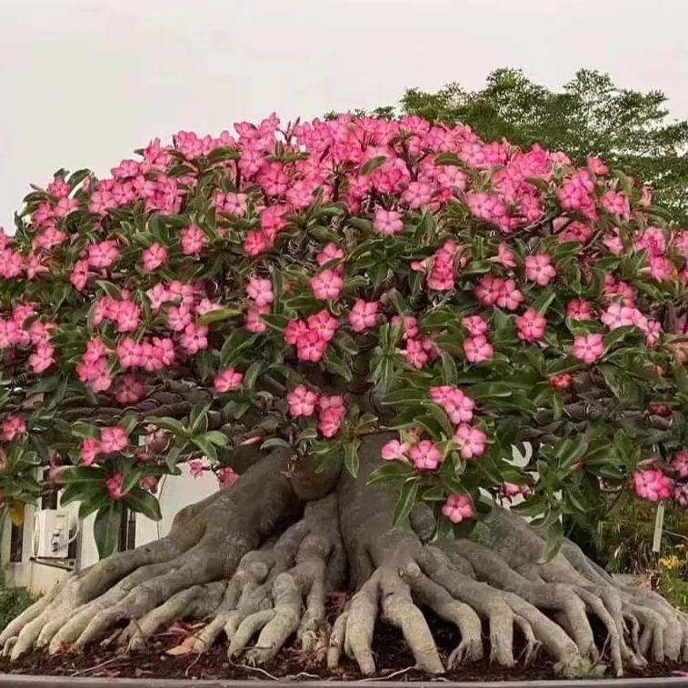 🏠🤗Desert Rose Bulbs💥Heat Resistant & Super Easy Care🌹🌵
