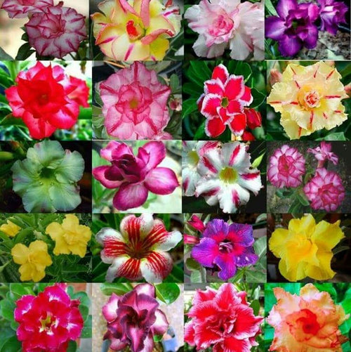 🏠🤗Desert Rose Bulbs💥Heat Resistant & Super Easy Care🌹🌵