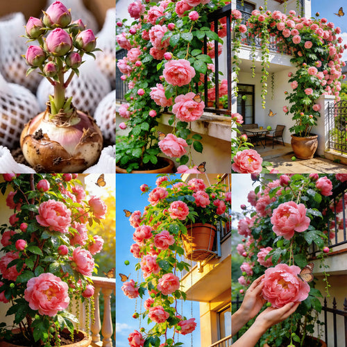 🌺Rare Double Peonies✨ That Bloom Bigger & Brighter🌿 That Bring Every Garden to Life