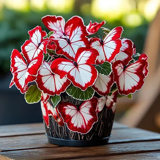 🦋Butterfly‑Shaped Blossom Flower Seeds