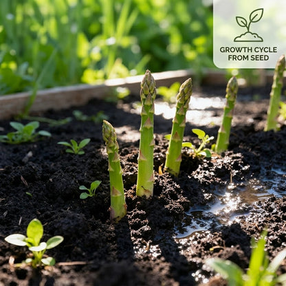 🌱 Premium Perennial Asparagus Seeds, High‑Yield Hardy Garden Vegetable Seeds