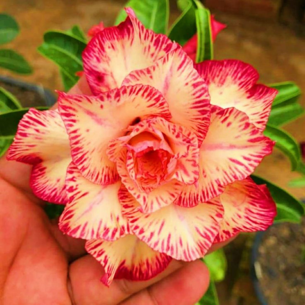 🏠🤗Desert Rose Bulbs💥Heat Resistant & Super Easy Care🌹🌵