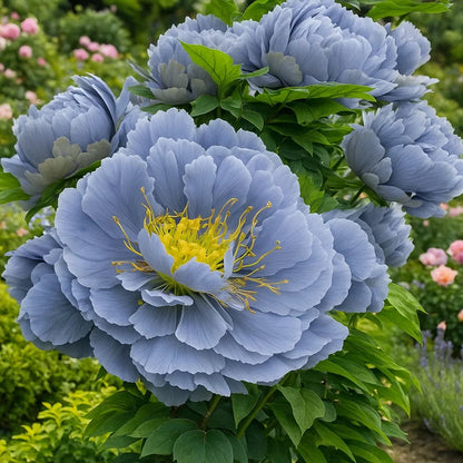 🌺Rare Double Peonies✨ That Bloom Bigger & Brighter🌿 That Bring Every Garden to Life