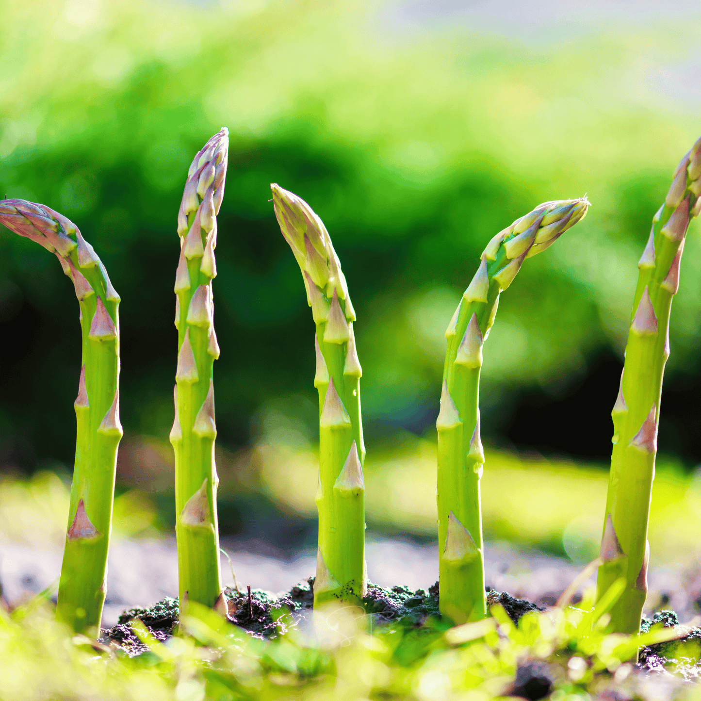 🌱 Premium Perennial Asparagus Seeds, High‑Yield Hardy Garden Vegetable Seeds