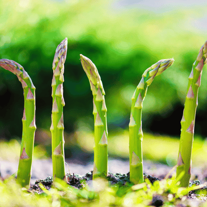 🌱 Premium Perennial Asparagus Seeds, High‑Yield Hardy Garden Vegetable Seeds