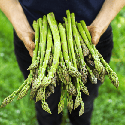 🌱 Premium Perennial Asparagus Seeds, High‑Yield Hardy Garden Vegetable Seeds