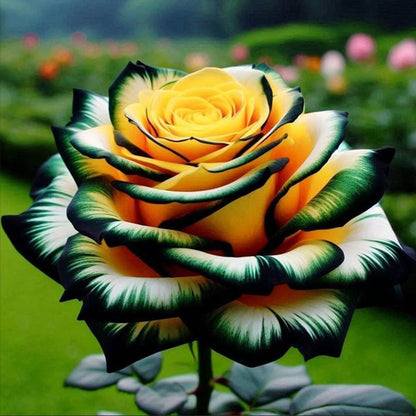 🌹 Rare Patterned Rainbow Rose Seeds